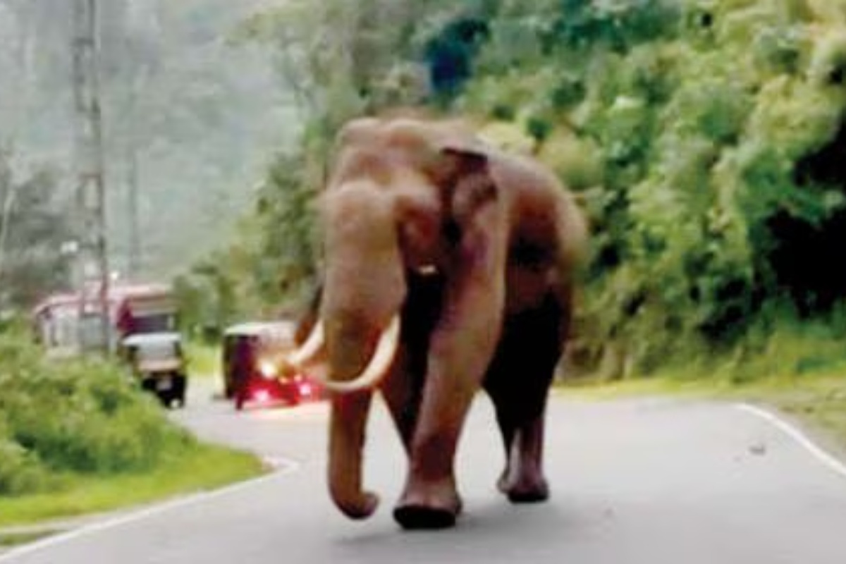 വാഹനങ്ങൾ തടഞ്ഞ് പടയപ്പ