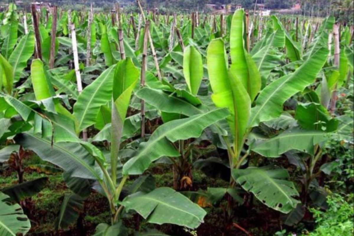 അടുത്ത ഓണത്തിന് വേണ്ടിയുള്ള നേന്ത്രവാഴ കൃഷി ഇപ്പോൾ തുടങ്ങാം ??