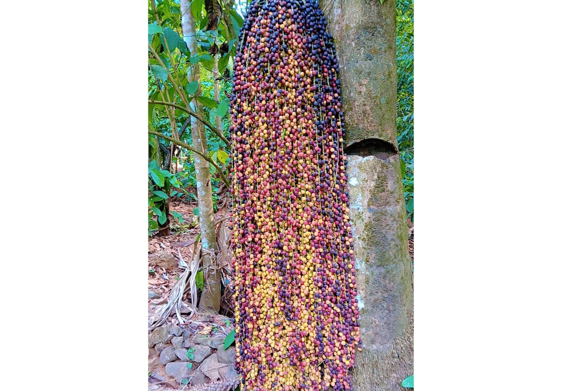 പനങ്കുരുവിന് ന്യയ വില ലഭിക്കണം എന്ന് ഹൈറേഞ്ചിലെ കർഷകർ